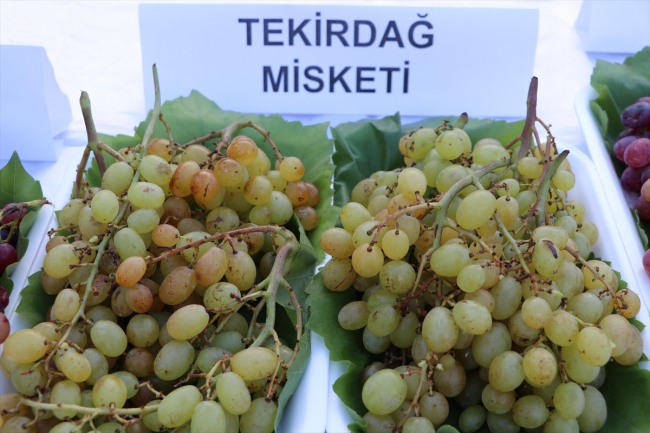 Trakya Bağ Bozumu ve Ekoloji Festivali'nde 90 çeşit üzüm sunuldu